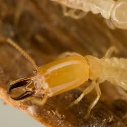 a warrior termite in its nest in Rockingham