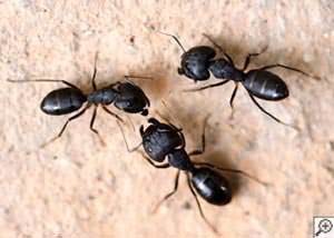 Carpenter Ants in North Carolina