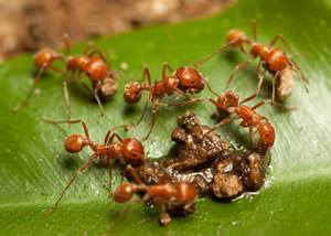 Fire Ants in Sanford