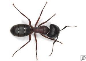 Odorous House Ants in Asheboro