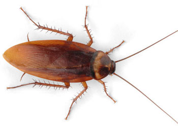 American Cockroach in Dunn