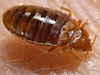 We control bedbug issues in Fayetteville