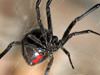 Controlling and exterminating black widow spiders in Lumberton