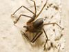 Sanford extermination and control for brown recluse spiders