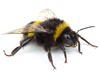Bumblebee control and extermination in North Carolina