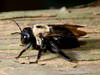 We control carpenter bee problems in Fayetteville homes