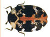 Pest control for carpet beetles in North Carolina