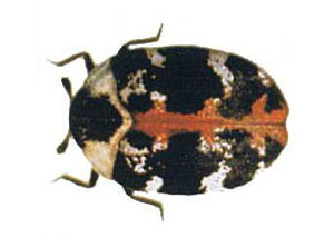 Carpet Beetles in Laurinburg