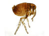 We exterminate fleas in Dunn, North Carolina