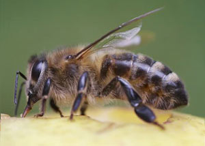 Honey Bees in Dunn
