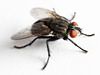 Kingston exterminators for House Flies