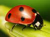 Dunn ladybug control