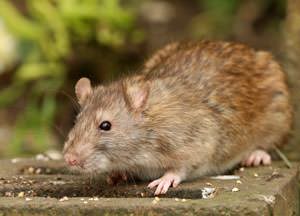 A mouse outside a North Carolina home